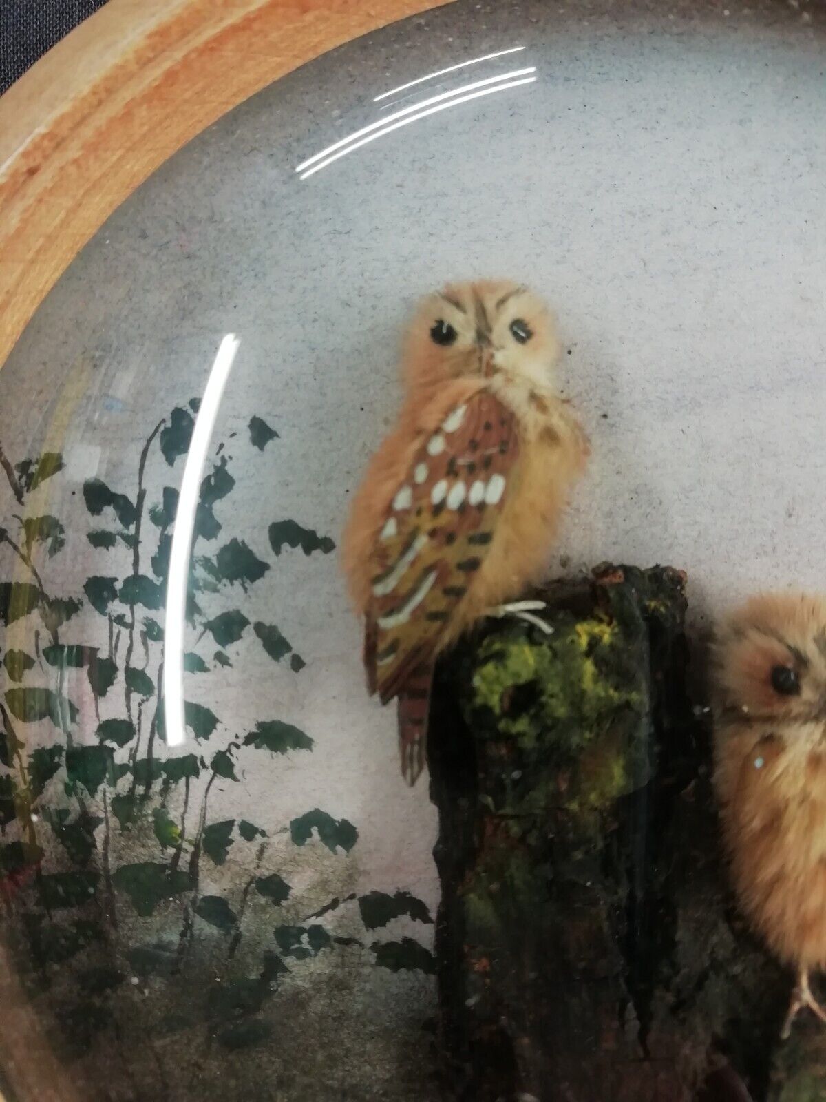 Tawny Owls (Version 4) (5-inch)